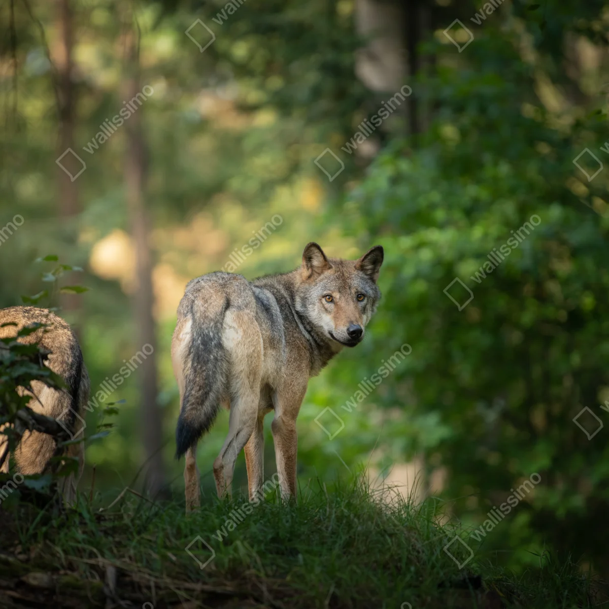 Schrankaufkleber wolf auf der lichtung im wald Schrankaufkleber wolf auf der lichtung im wald