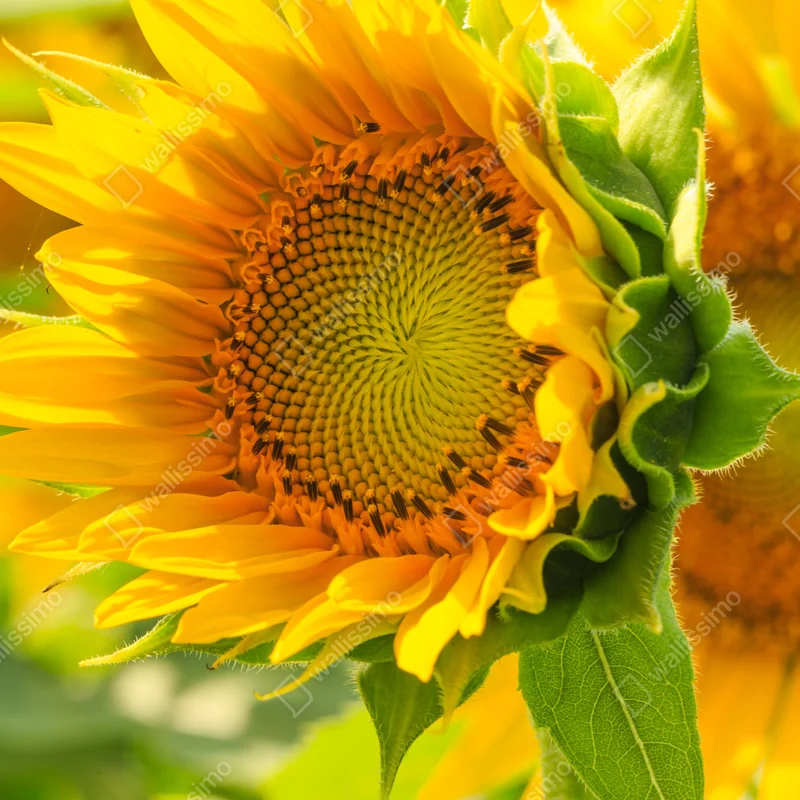 Fensteraufkleber sonnenblume nahaufnahme Fensteraufkleber sonnenblume nahaufnahme