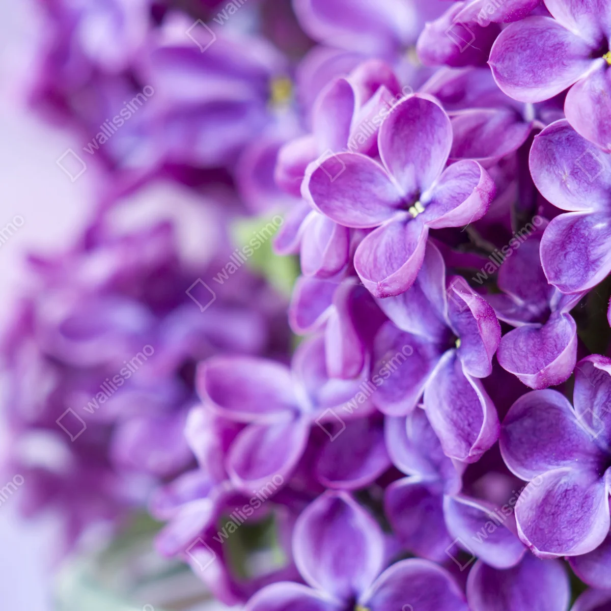 Fototapete lila fliederblüten nahaufnahme Fototapete lila fliederblüten nahaufnahme