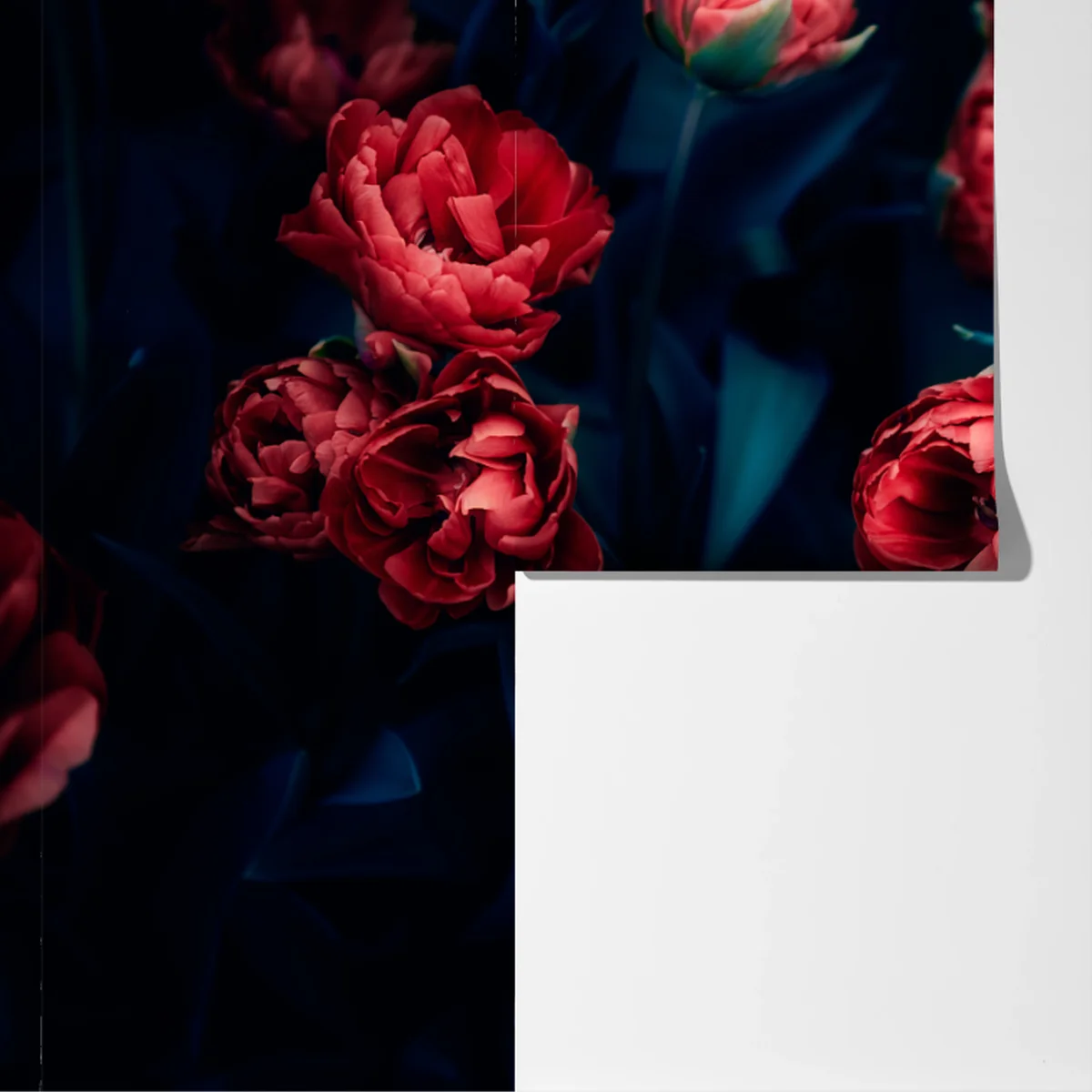 Fototapeta ponury bukiet czerwonych tulipanów Fototapeta ponury bukiet czerwonych tulipanów