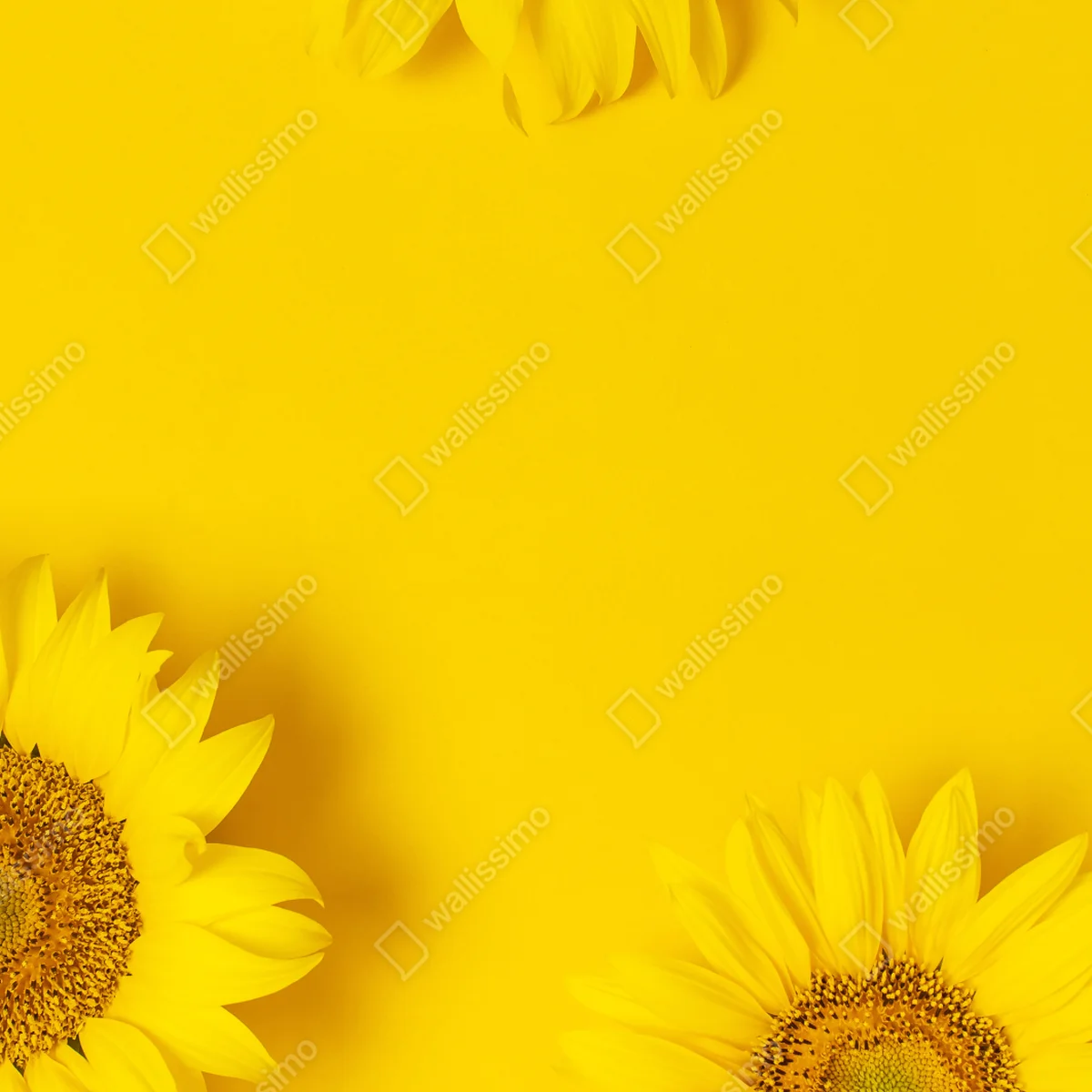 Repositionierbarer Aufkleber drei sonnenblumen auf gelbem hintergrund Repositionierbarer Aufkleber drei sonnenblumen auf gelbem hintergrund