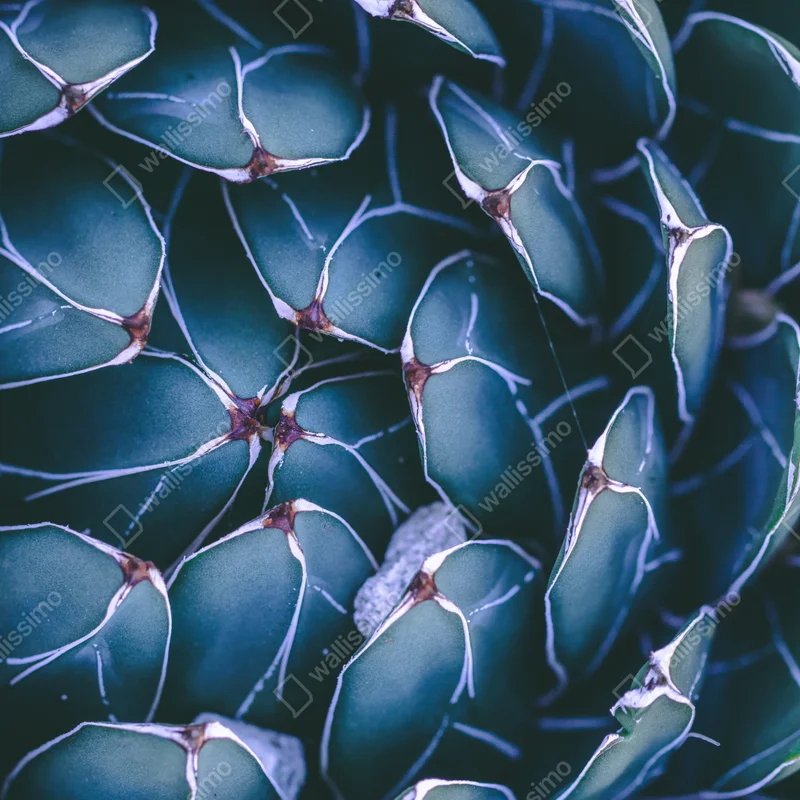 Poster geometrische makroaufnahme türkiser sukkulente Poster geometrische makroaufnahme türkiser sukkulente