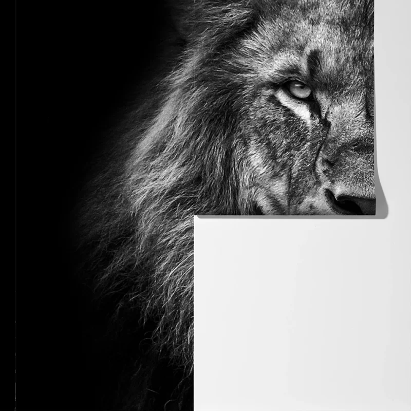 Fototapeta majestatyczny portret lwa w monochromie Fototapeta majestatyczny portret lwa w monochromie