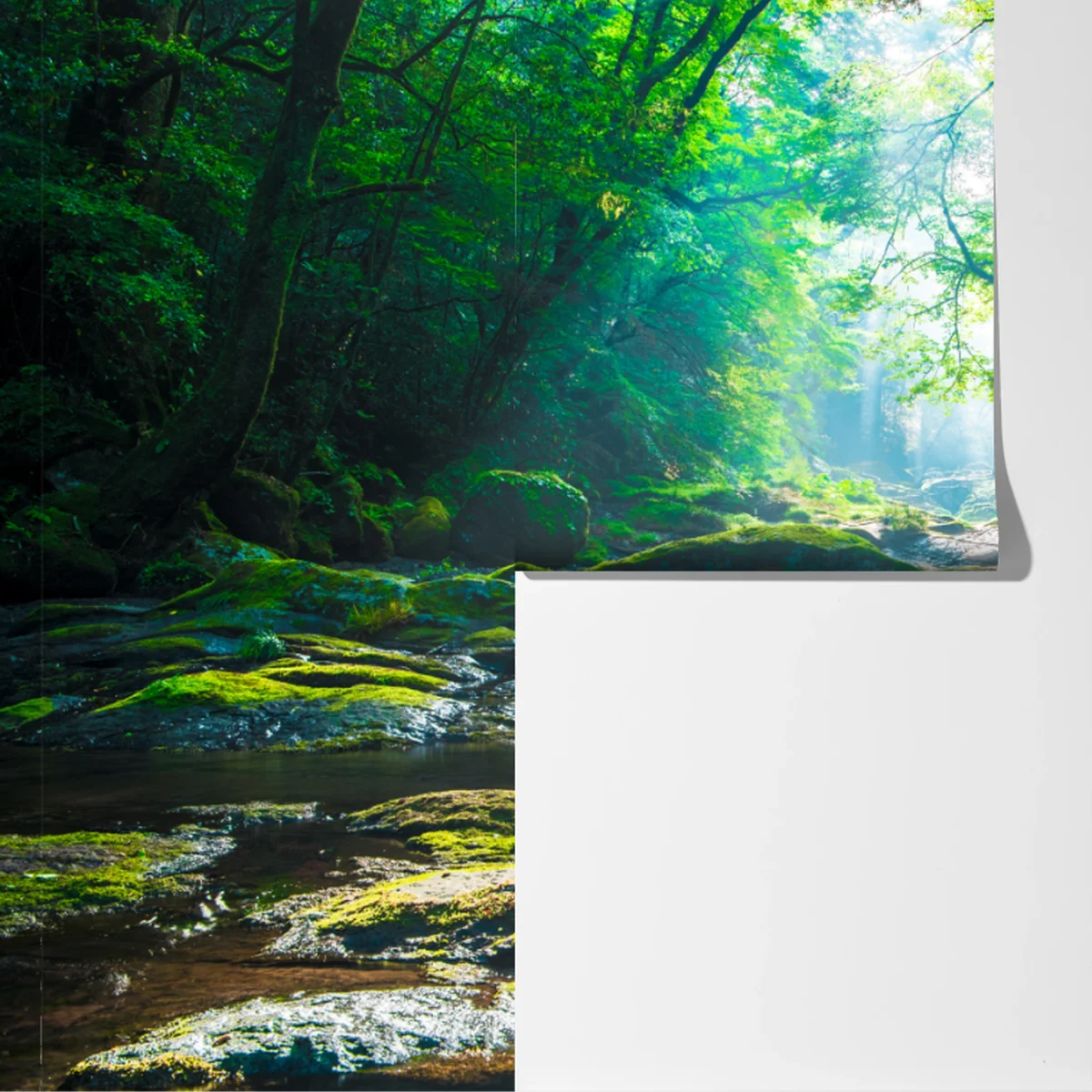 Fototapeta słoneczny leśny strumień z mchem Fototapeta słoneczny leśny strumień z mchem