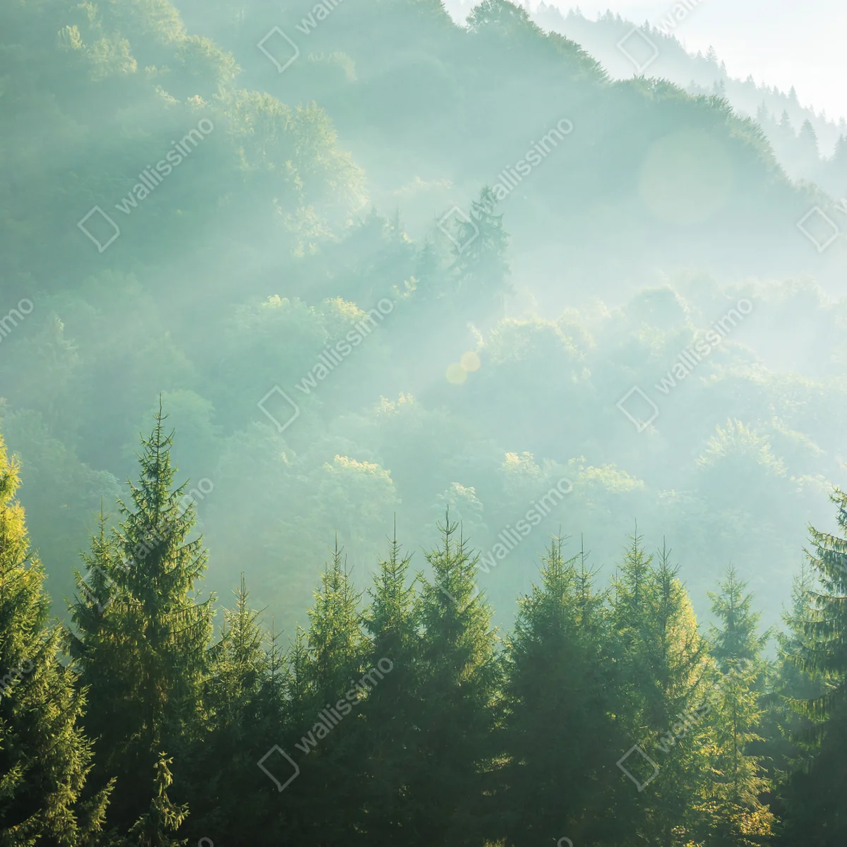 Fensteraufkleber neblige fichtenspitzen im morgenlicht Fensteraufkleber neblige fichtenspitzen im morgenlicht