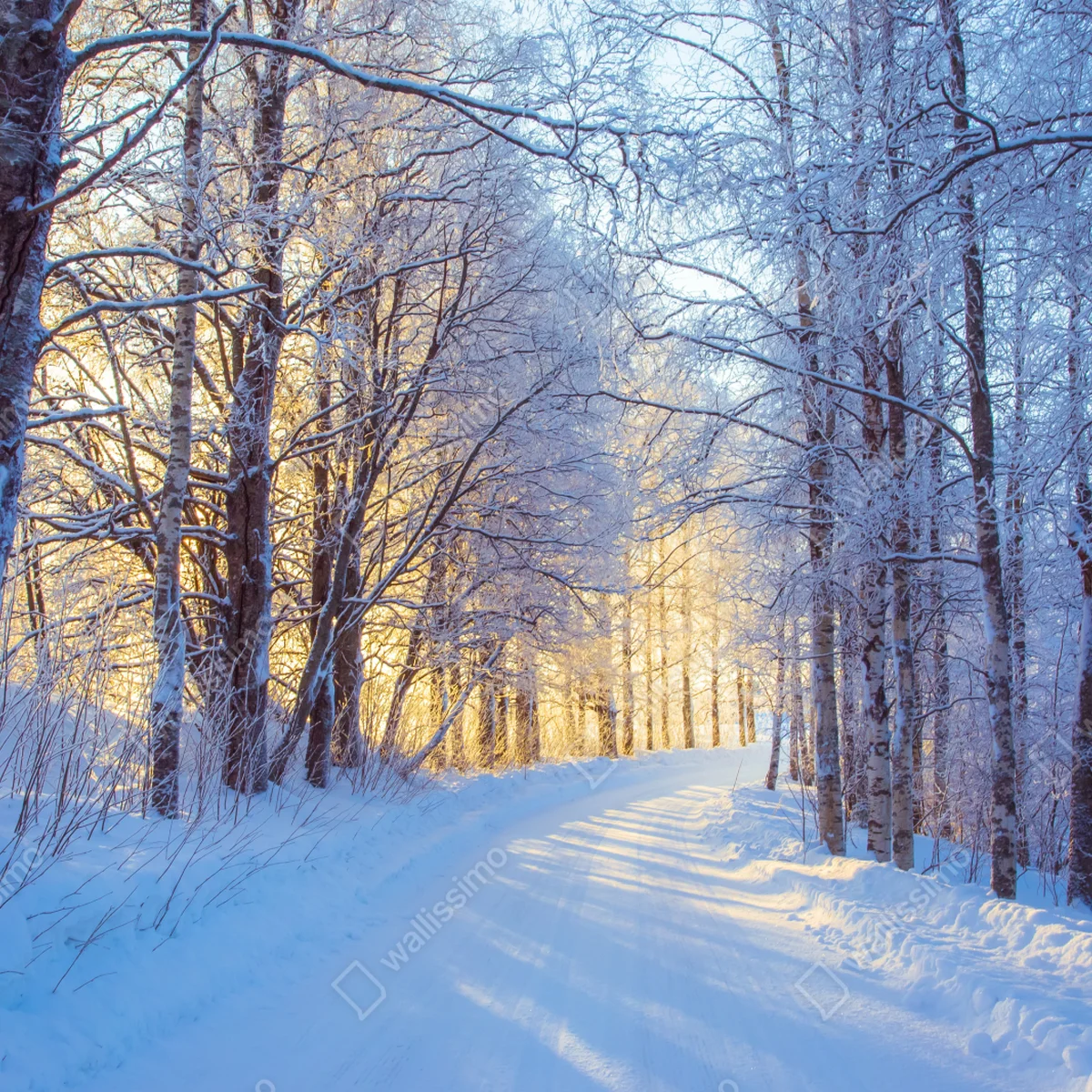 Fensteraufkleber birkenwald im winter bei sonnenaufgang Fensteraufkleber birkenwald im winter bei sonnenaufgang
