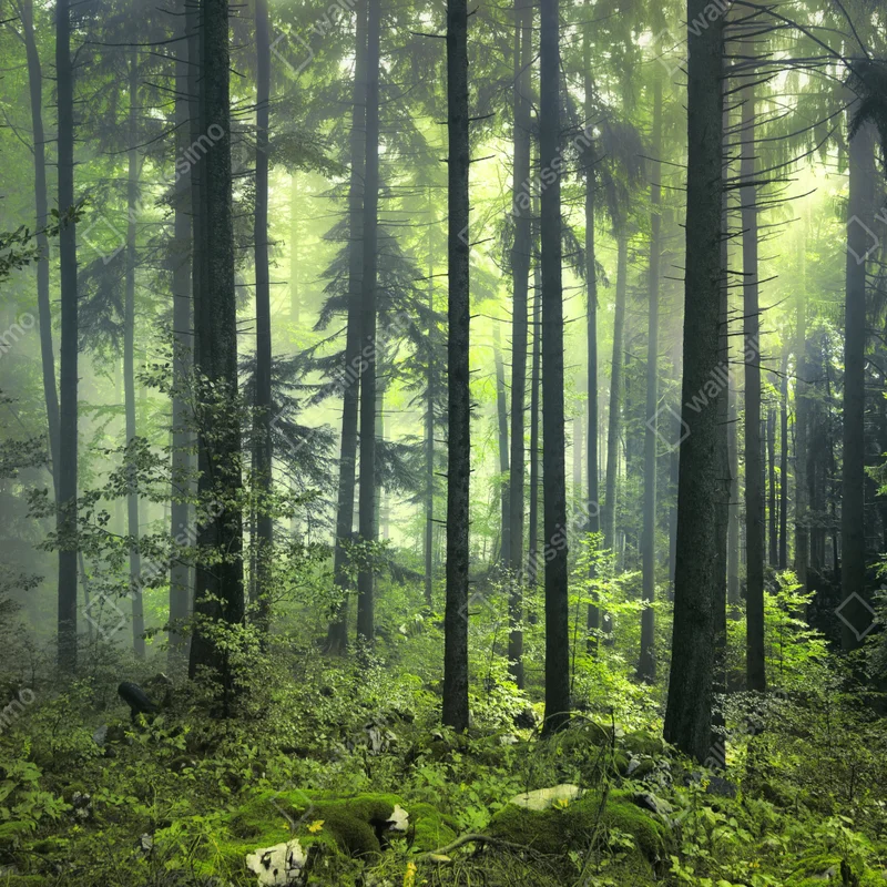 Repositionierbarer Aufkleber mystischer grüner frühlingswald Repositionierbarer Aufkleber mystischer grüner frühlingswald