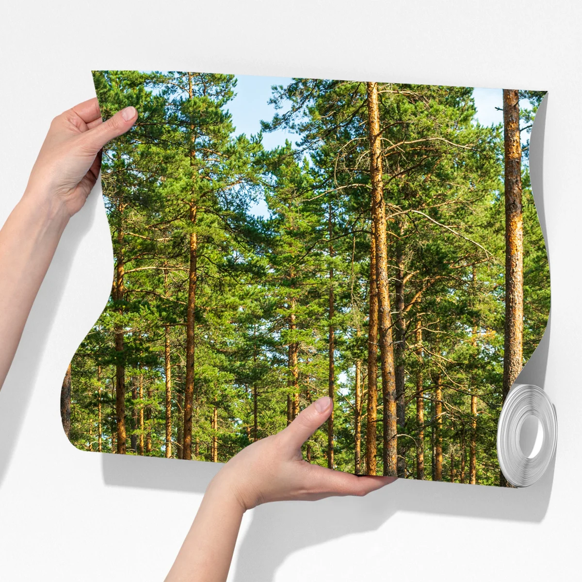 Fototapete sonniger kiefernwaldweg Fototapete sonniger kiefernwaldweg