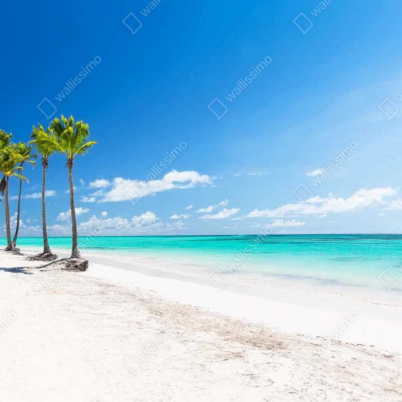 Fototapeta palmy na plaży w Punta Cana Fototapeta palmy na plaży w Punta Cana