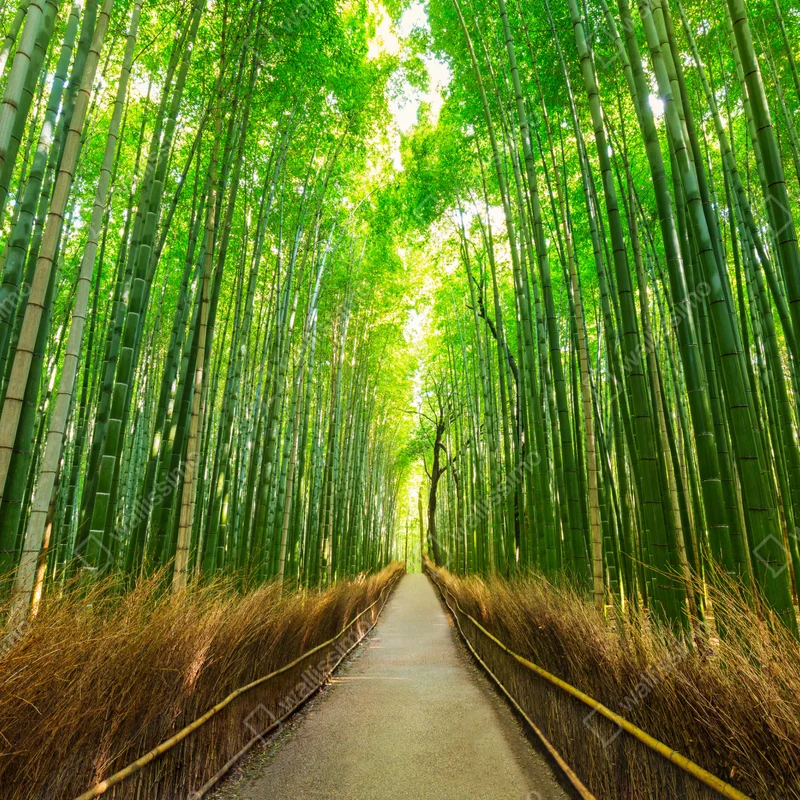 Türaufkleber ruhiger bambusweg in Kyoto Türaufkleber ruhiger bambusweg in Kyoto