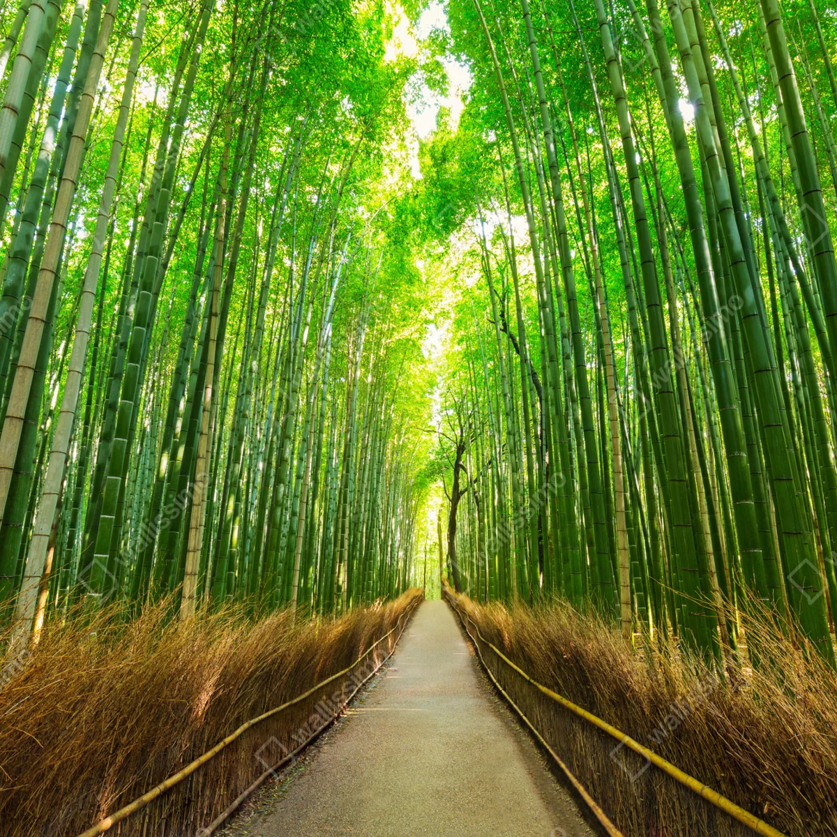 Türaufkleber ruhiger bambusweg in Kyoto Türaufkleber ruhiger bambusweg in Kyoto