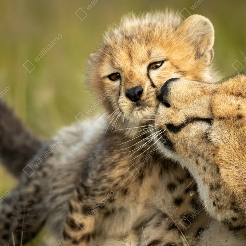 Fototapeta matka geparda przytulająca młodego Fototapeta matka geparda przytulająca młodego