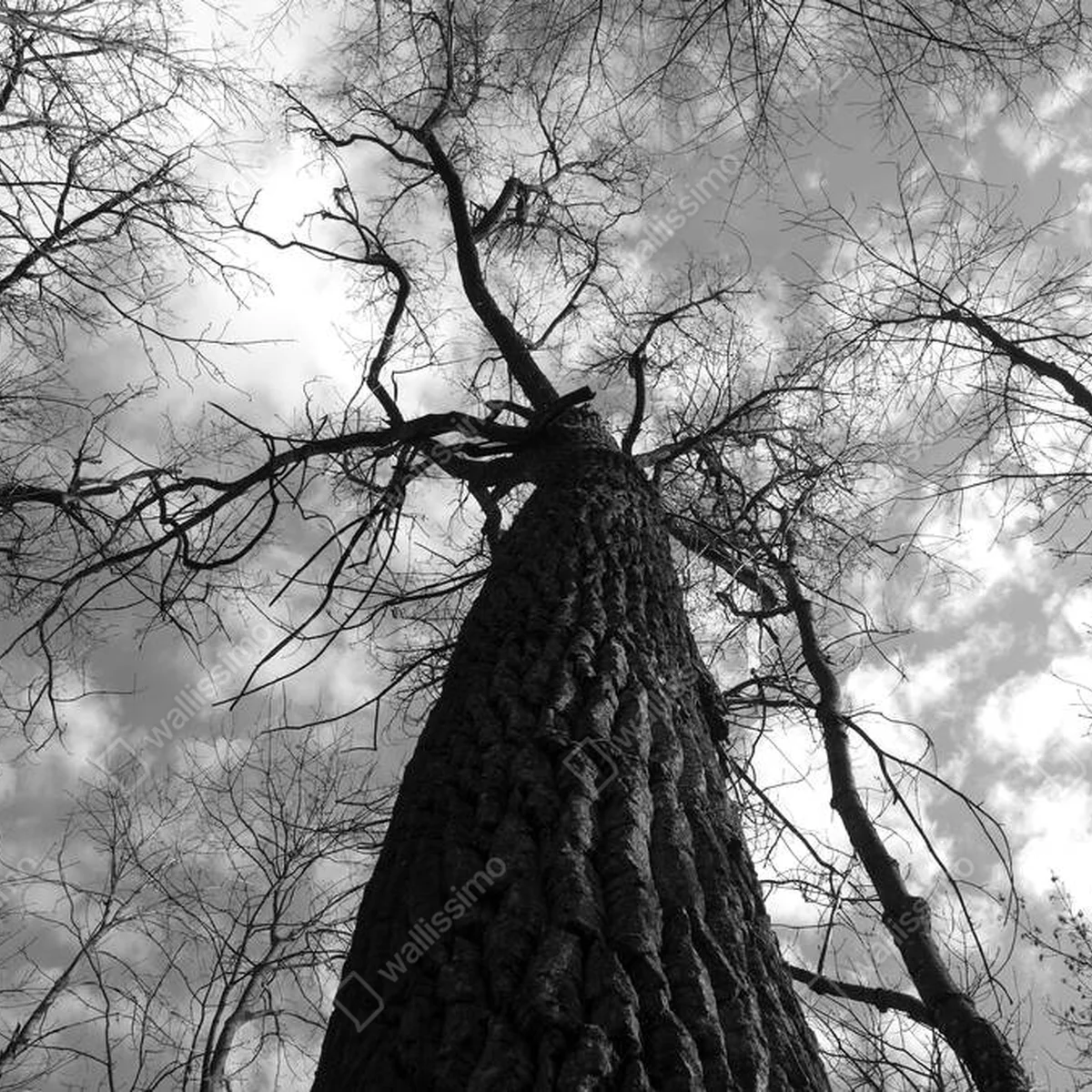 Poster Alte Bäume im Park in Schwarz-Weiß. Niedriger Blickwinkel nach oben • Poster bei Wallnifity® Poster Alte Bäume im Park in Schwarz-Weiß. Niedriger Blickwinkel nach oben • Poster bei Wallnifity®