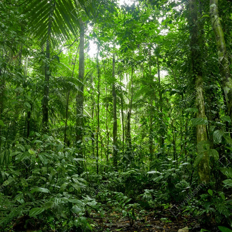 Poster tropische Regenwaldlandschaft, Amazonas • Poster bei Wallnifity® Poster tropische Regenwaldlandschaft, Amazonas • Poster bei Wallnifity®