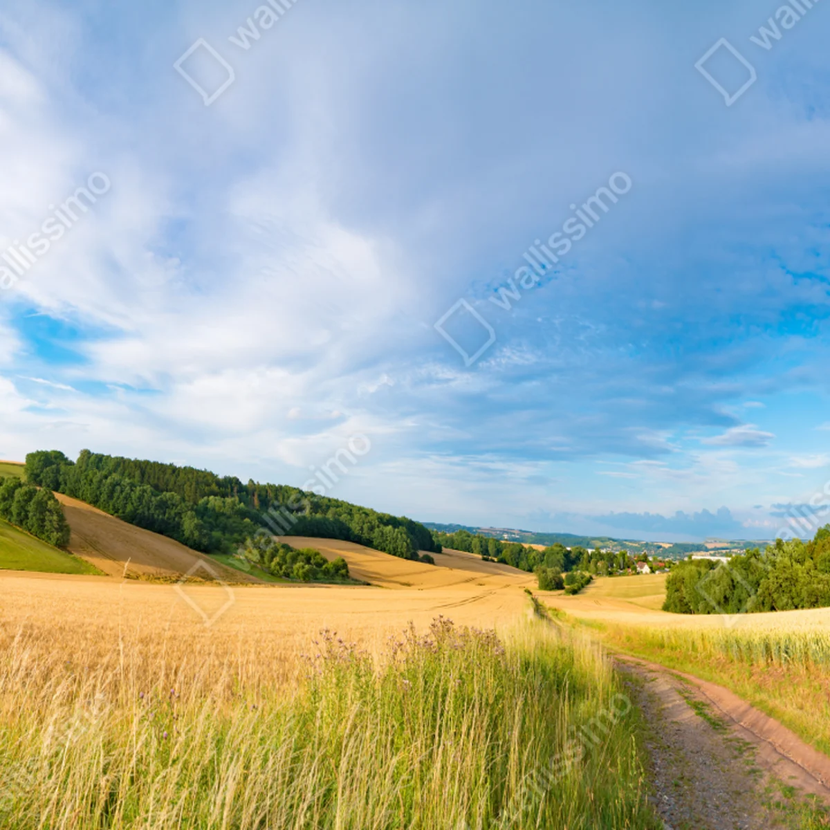 Fototapete morgendliche weizenlandschaft in Kansas Fototapete morgendliche weizenlandschaft in Kansas