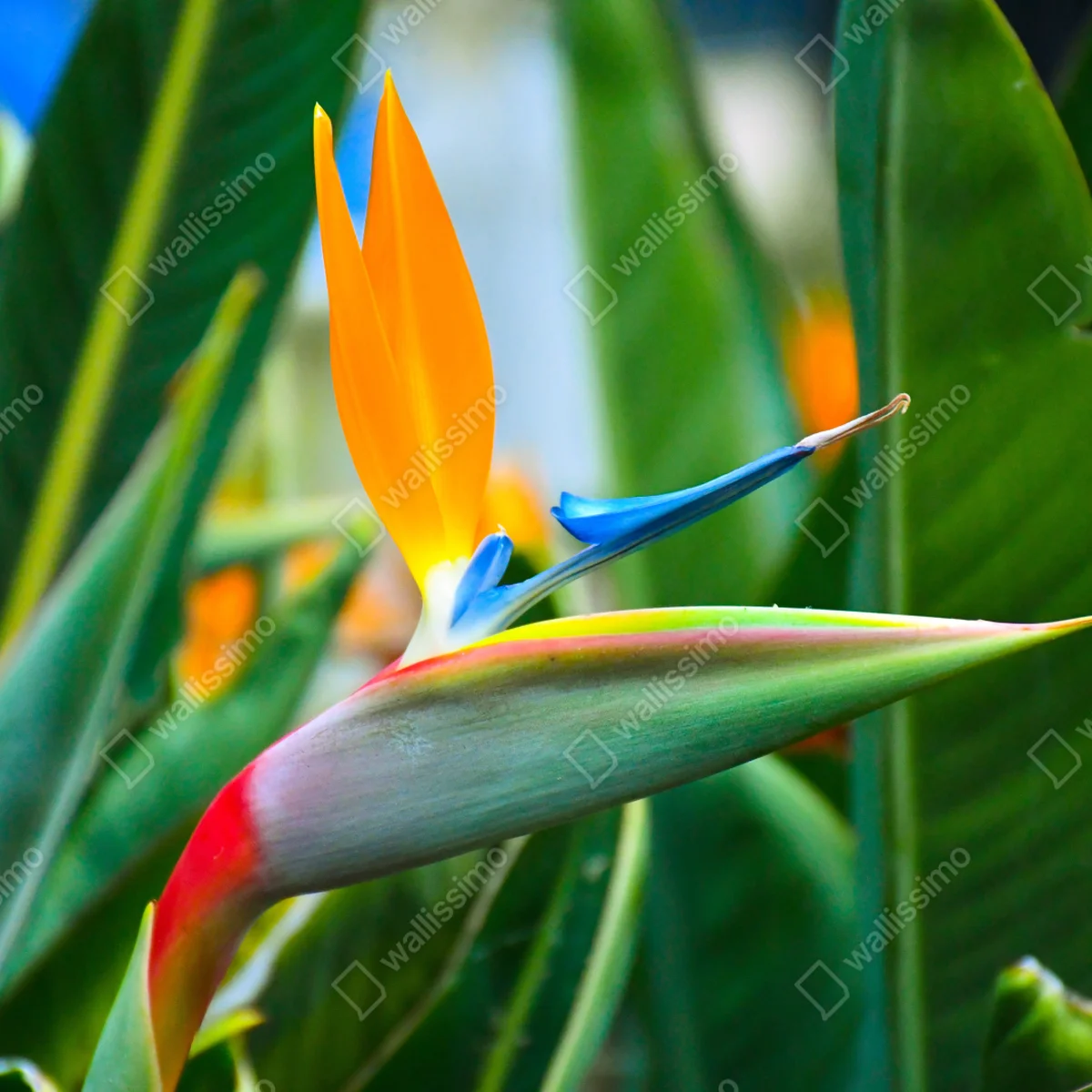 Fototapete leuchtende paradiesvogelblume Fototapete leuchtende paradiesvogelblume