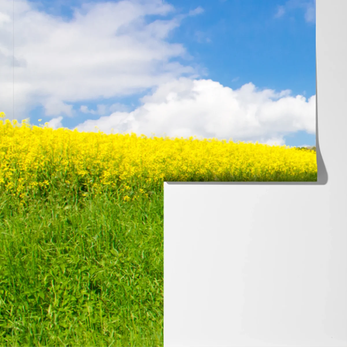 Fototapete sonniger landeweg durch gelbe felder Fototapete sonniger landeweg durch gelbe felder