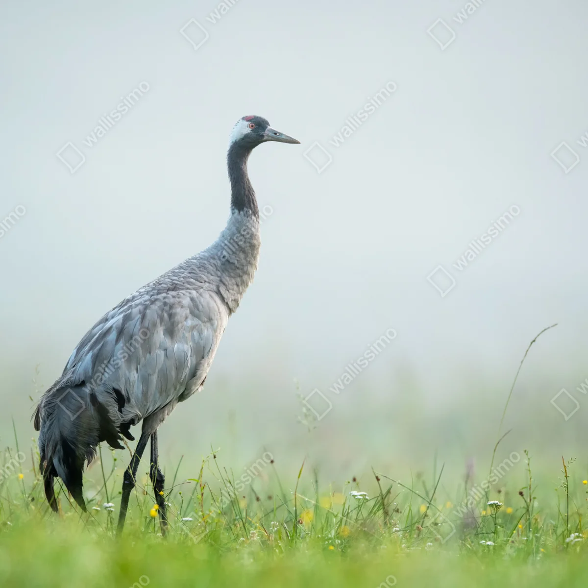 Poster kranich in nebliger wiese • Poster bei Wallnifity® Poster kranich in nebliger wiese • Poster bei Wallnifity®
