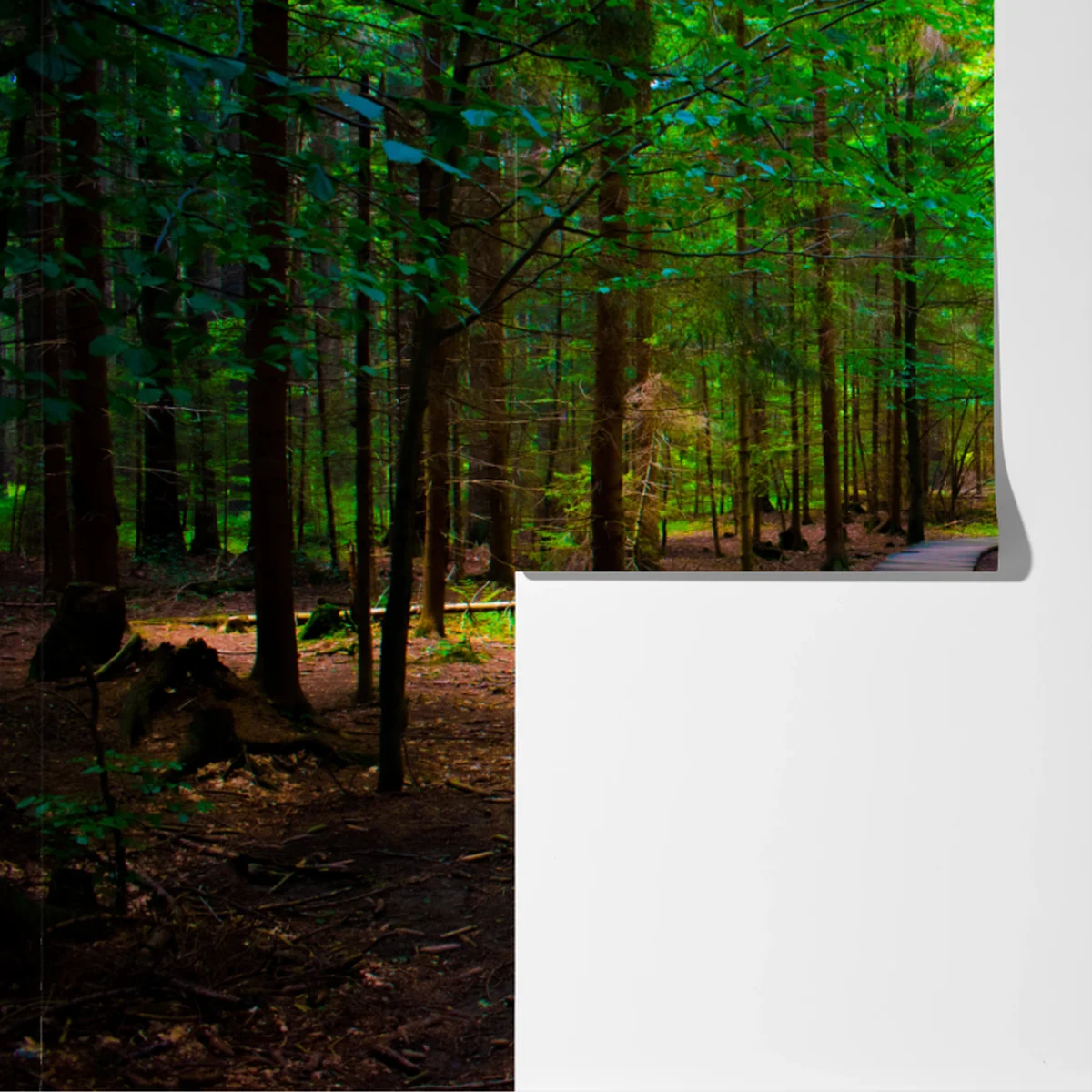 Fototapete ruhiger waldsteg im grünen Fototapete ruhiger waldsteg im grünen