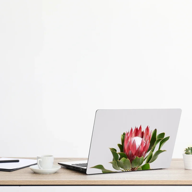 Laptop-Aufkleber rosa protea auf neutralem hintergrund Laptop-Aufkleber rosa protea auf neutralem hintergrund