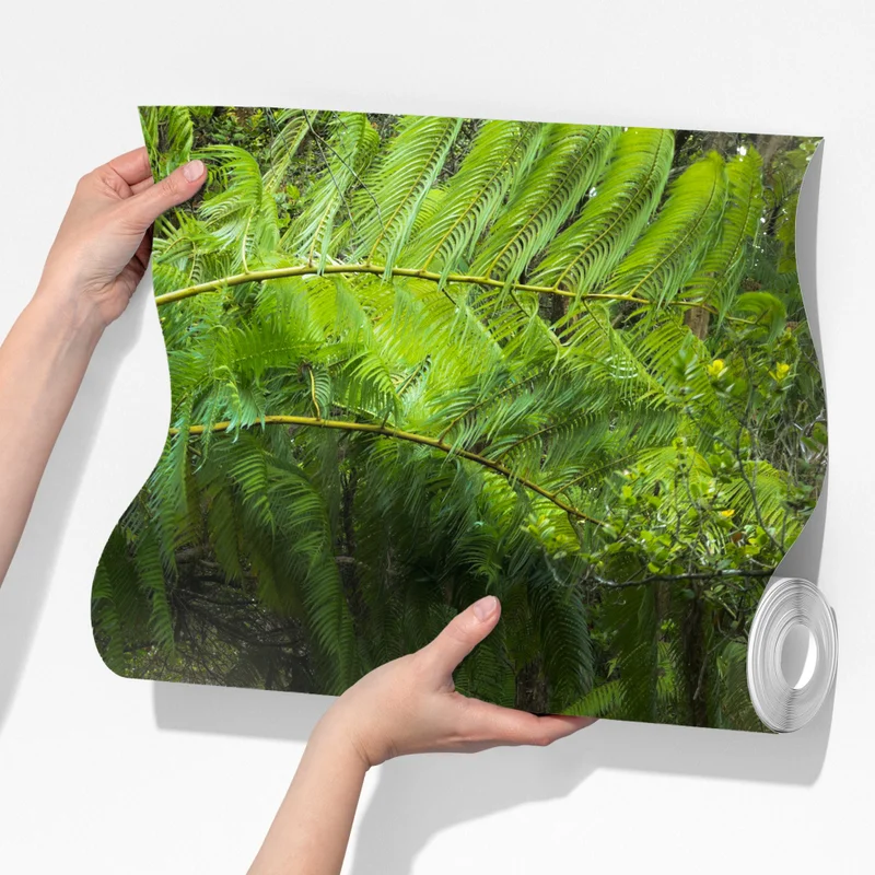 Fototapeta bujny las deszczowy na szlaku Kilauea Iki, Hawaje Fototapeta bujny las deszczowy na szlaku Kilauea Iki, Hawaje