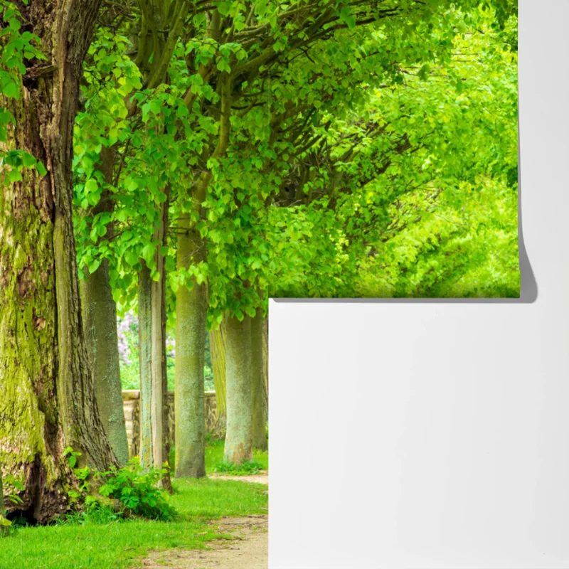 Fototapete grüner baumtunnel Fototapete grüner baumtunnel