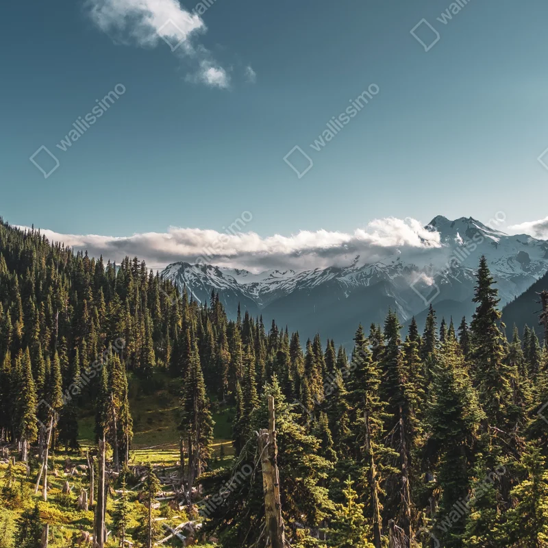 Poster majestätische alpine waldlandschaft • Poster bei Wallnifity® Poster majestätische alpine waldlandschaft • Poster bei Wallnifity®