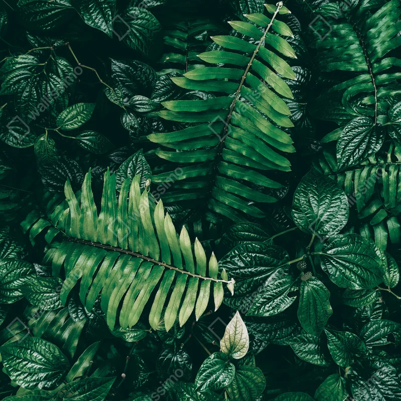 Poster üppige tropische blätter Poster üppige tropische blätter