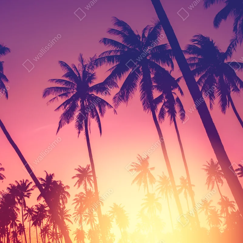 Kühlschrankaufkleber tropischer sonnenuntergang mit palmensilhouette Kühlschrankaufkleber tropischer sonnenuntergang mit palmensilhouette