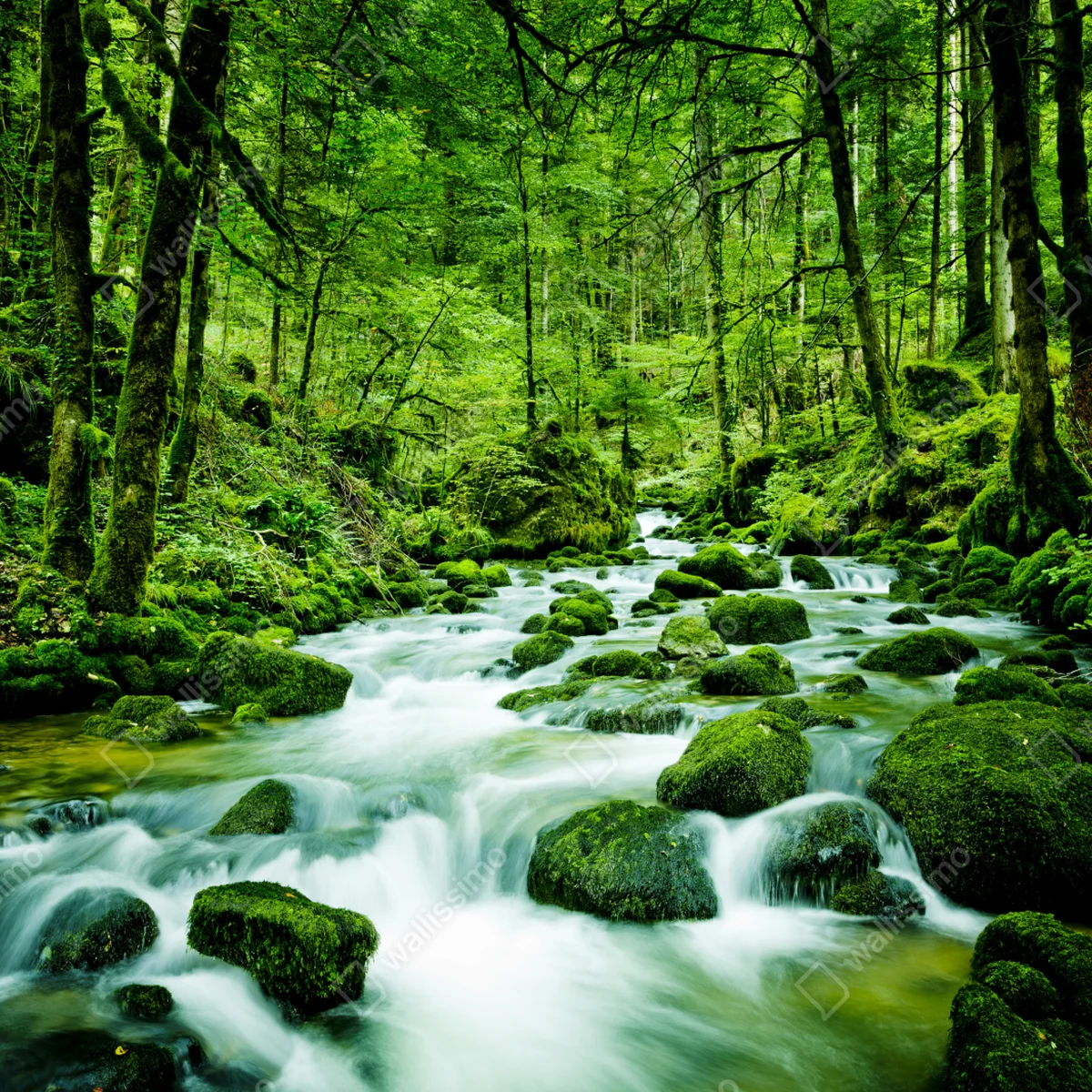 Schrankaufkleber moosbedeckter waldbach Schrankaufkleber moosbedeckter waldbach