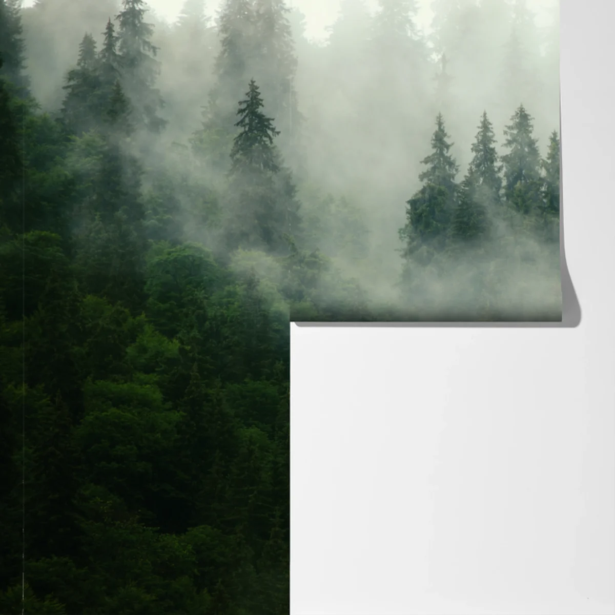 Fototapeta mglisty iglasty las Fototapeta mglisty iglasty las