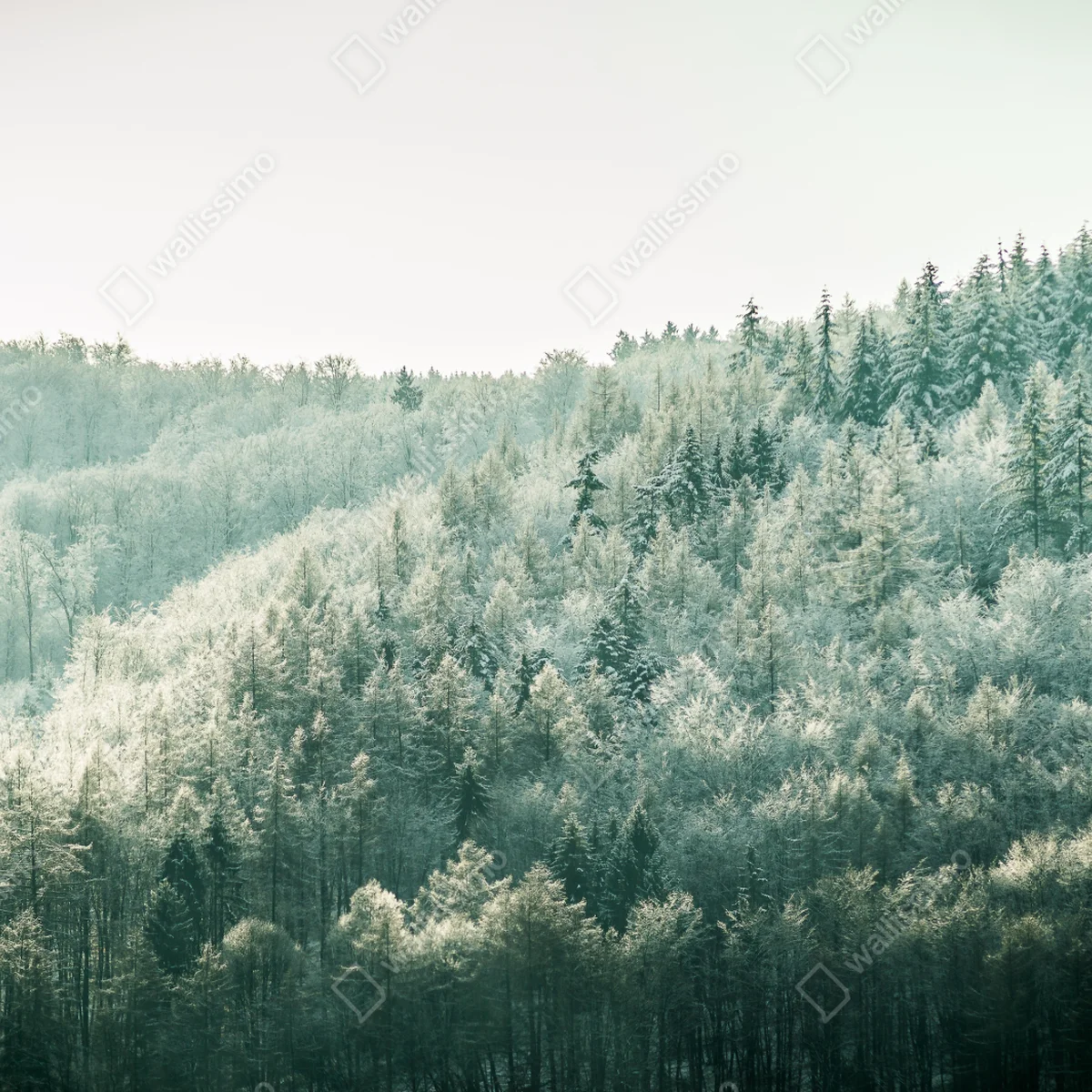 Fototapete nebliger reifbedeckter wald Fototapete nebliger reifbedeckter wald