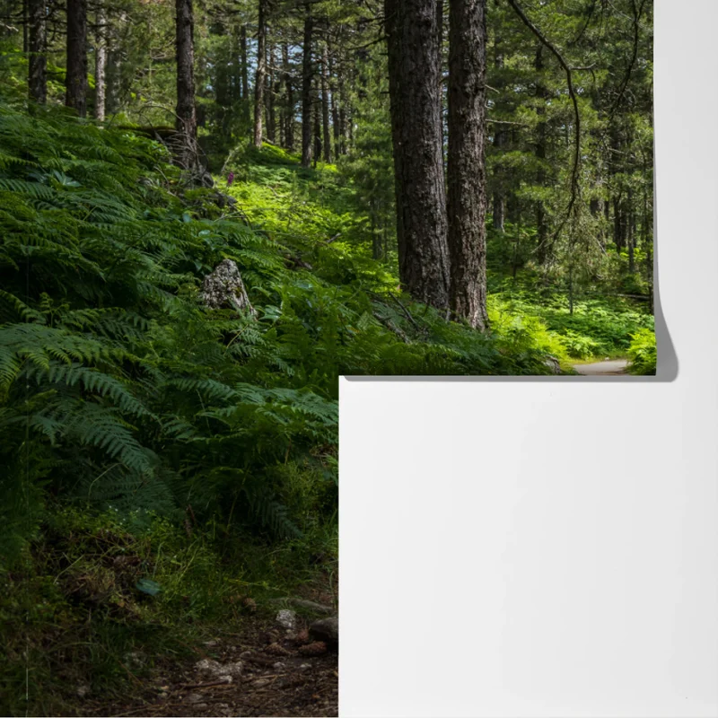 Fototapeta spokojna ścieżka leśna wśród bujnej zieleni Fototapeta spokojna ścieżka leśna wśród bujnej zieleni