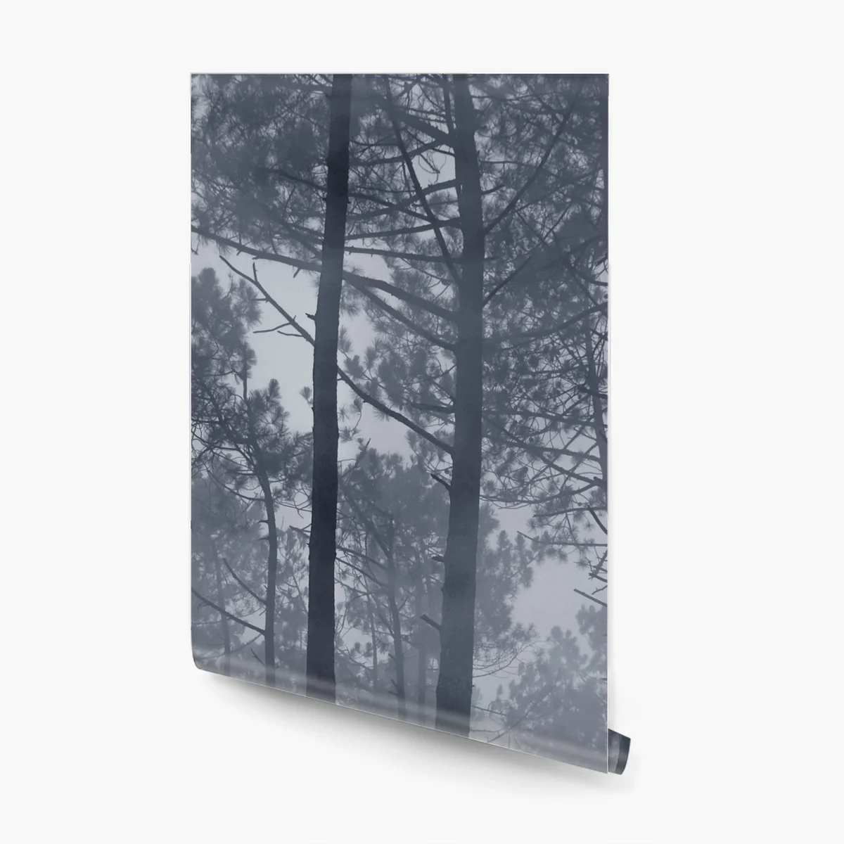 Fototapeta mglisty sosnowy las nocą Fototapeta mglisty sosnowy las nocą