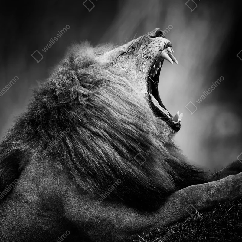 Poster majestätischer brüllender löwe in monochrom Poster majestätischer brüllender löwe in monochrom