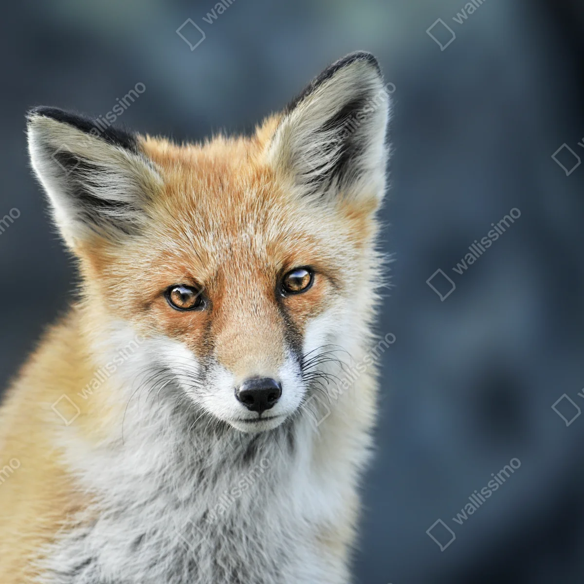 Repositionierbarer Aufkleber rotfuchs nahaufnahme Repositionierbarer Aufkleber rotfuchs nahaufnahme