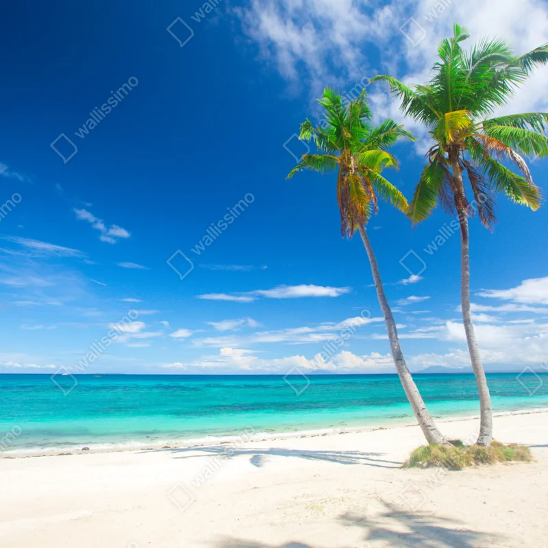 Repositionierbarer Aufkleber tropische palmen an einem türkisfarbenen strand Repositionierbarer Aufkleber tropische palmen an einem türkisfarbenen strand