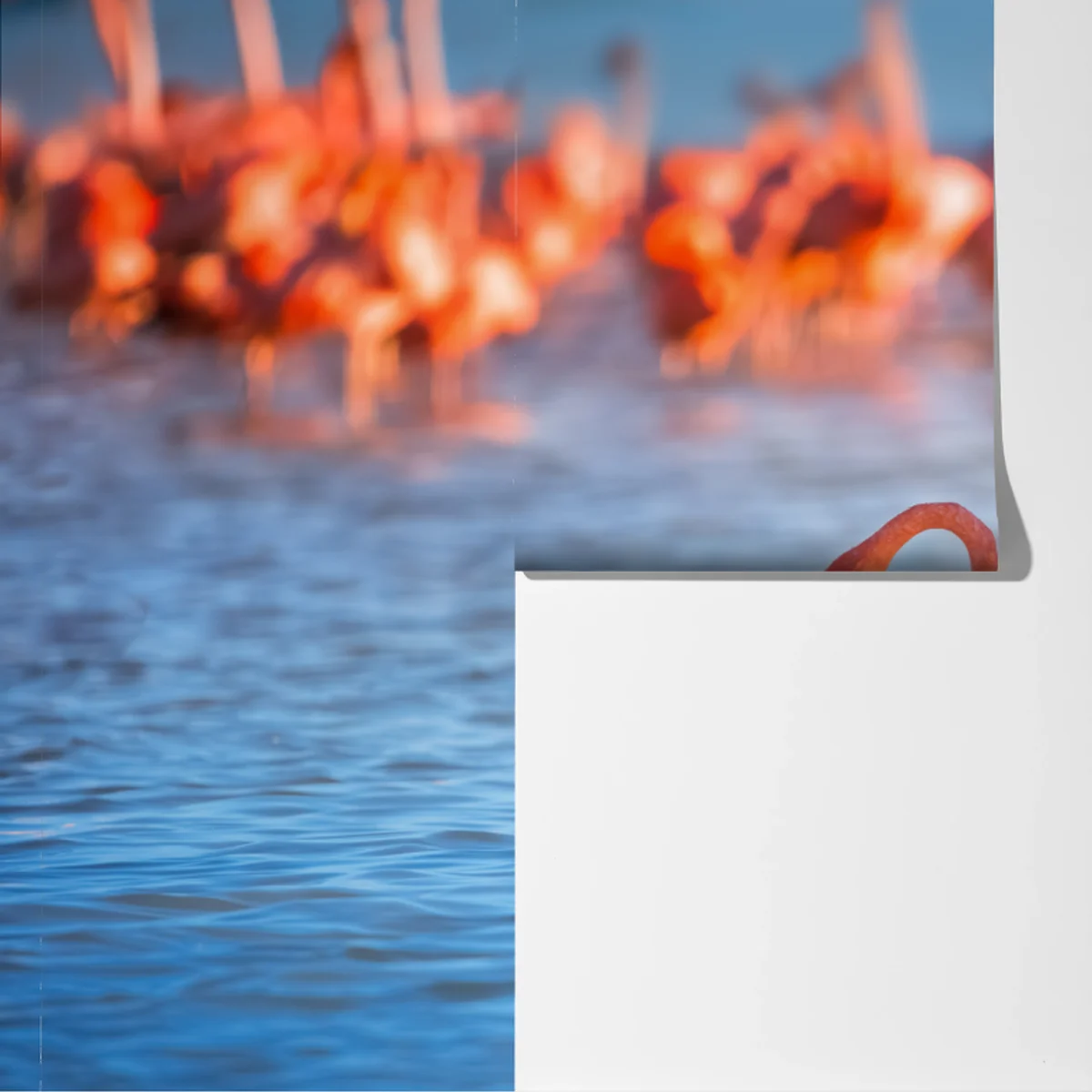 Fototapete anmutige flamingos im flachen wasser Fototapete anmutige flamingos im flachen wasser