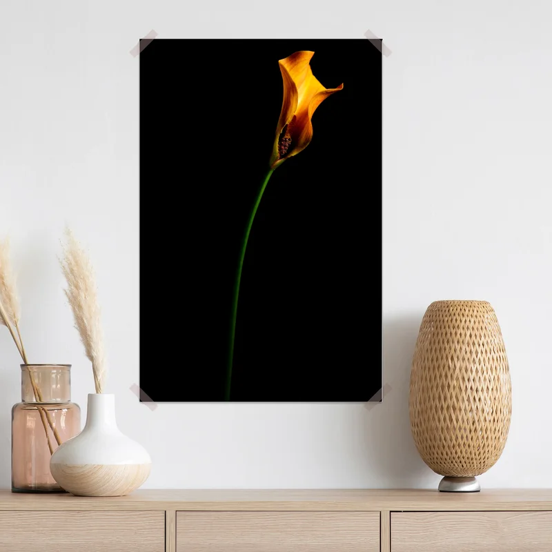 Poster goldene calla auf schwarzem hintergrund Poster goldene calla auf schwarzem hintergrund
