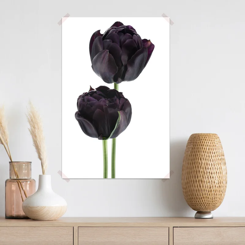 Poster dunkle violette tulpen auf weißem hintergrund Poster dunkle violette tulpen auf weißem hintergrund