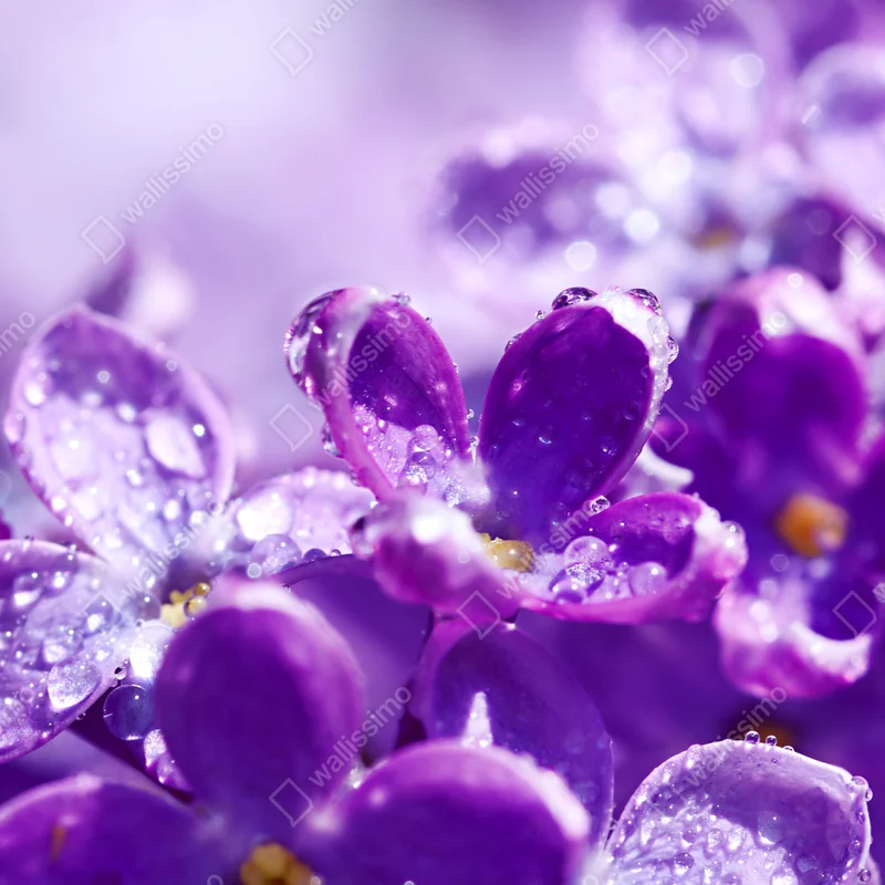 Schrankaufkleber lila fliederblüte mit tau Schrankaufkleber lila fliederblüte mit tau