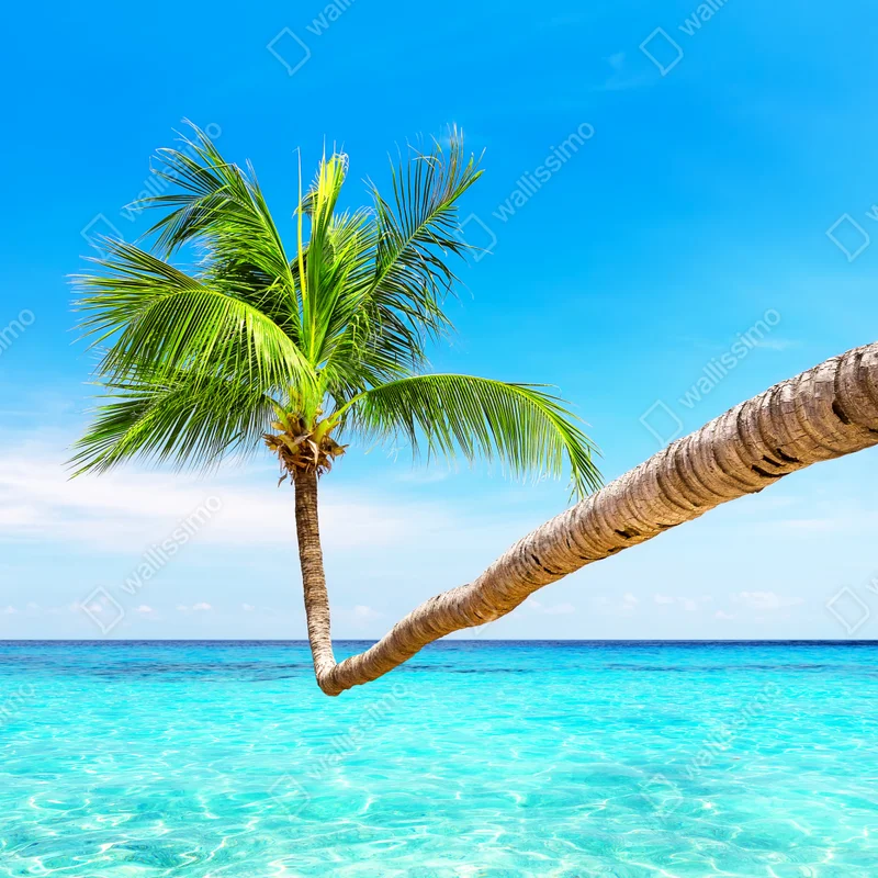 Leinwandbild tropische palme in Punta Cana Leinwandbild tropische palme in Punta Cana