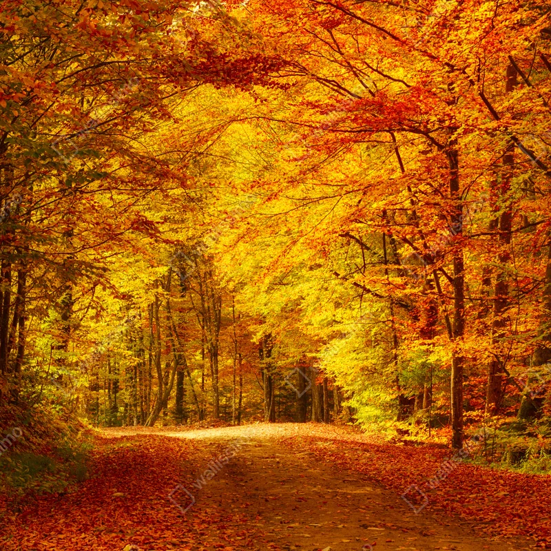 Leinwandbild goldener herbstwaldweg Leinwandbild goldener herbstwaldweg