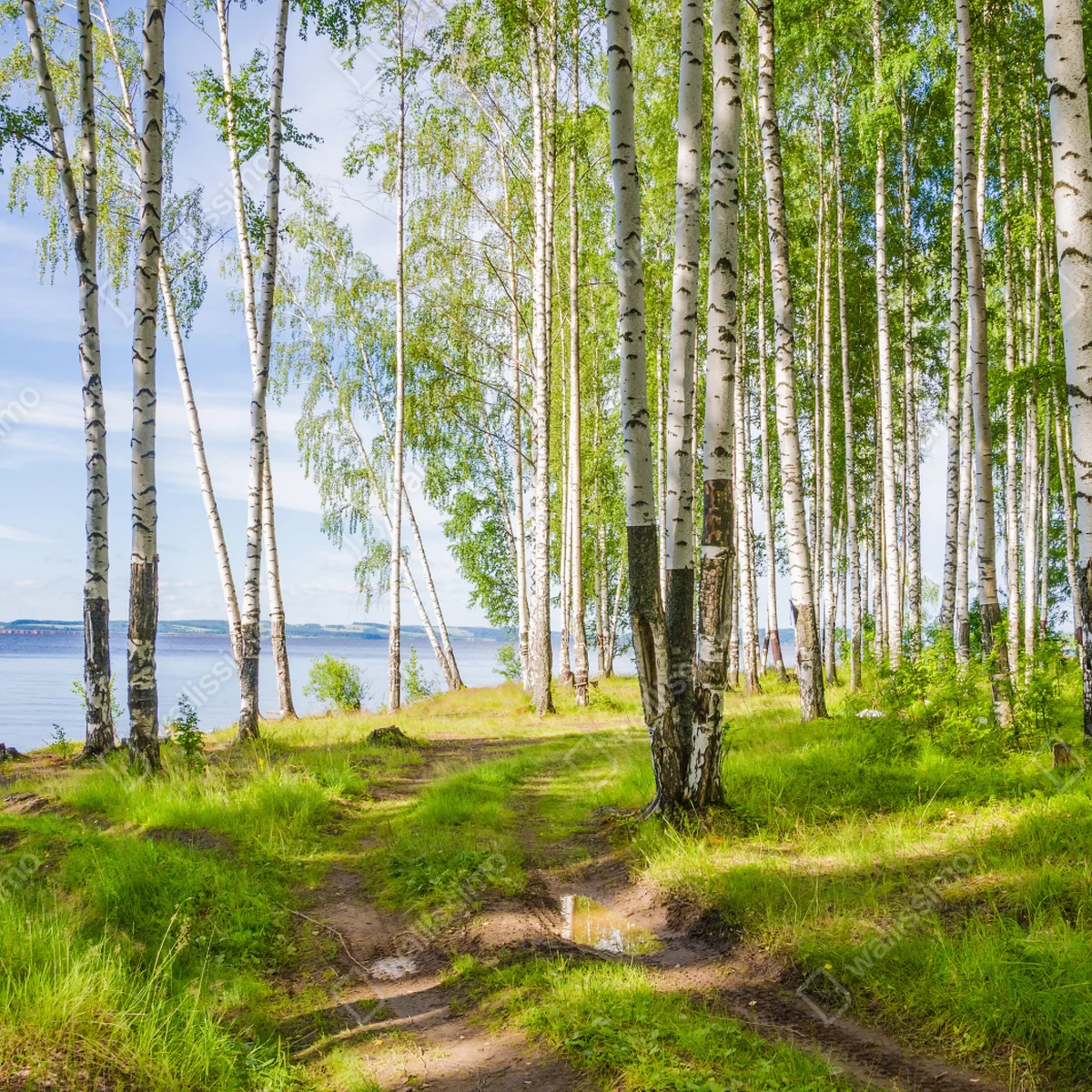 Fototapeta słoneczny zagajnik brzozowy nad wodą Fototapeta słoneczny zagajnik brzozowy nad wodą