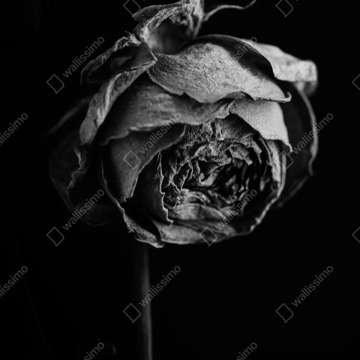 Repositionierbarer Aufkleber monochrome getrocknete rose Repositionierbarer Aufkleber monochrome getrocknete rose