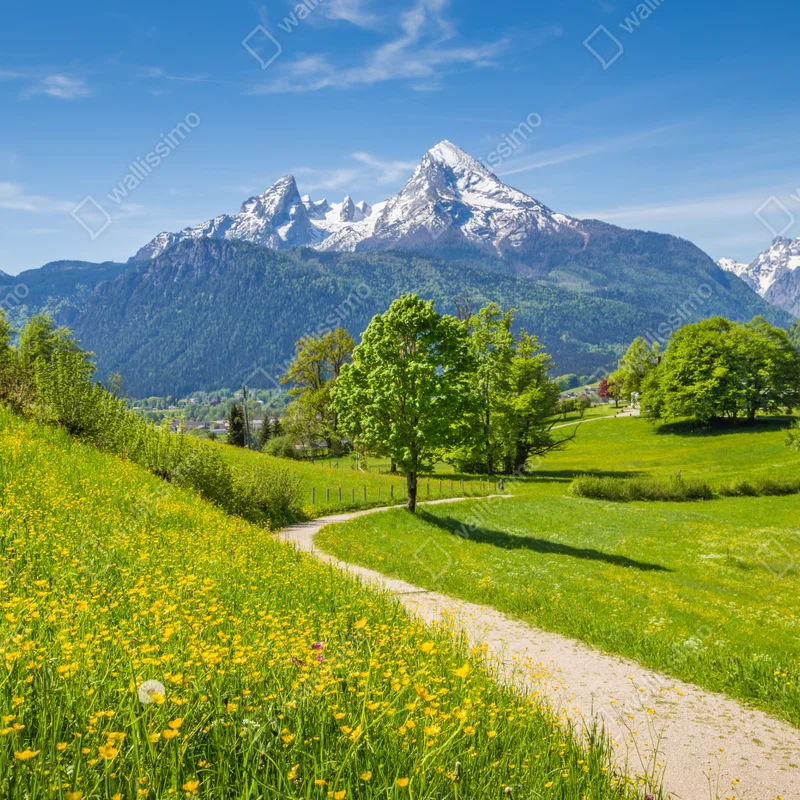 Fototapete alpine frühlingswiese mit schneebedeckten gipfeln Fototapete alpine frühlingswiese mit schneebedeckten gipfeln