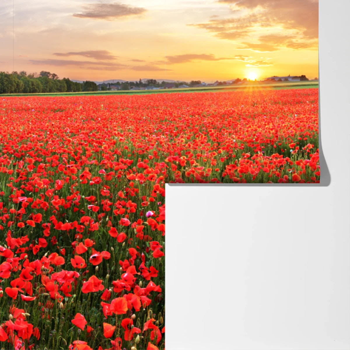 Fototapete mohnfeld im sonnenuntergang Fototapete mohnfeld im sonnenuntergang
