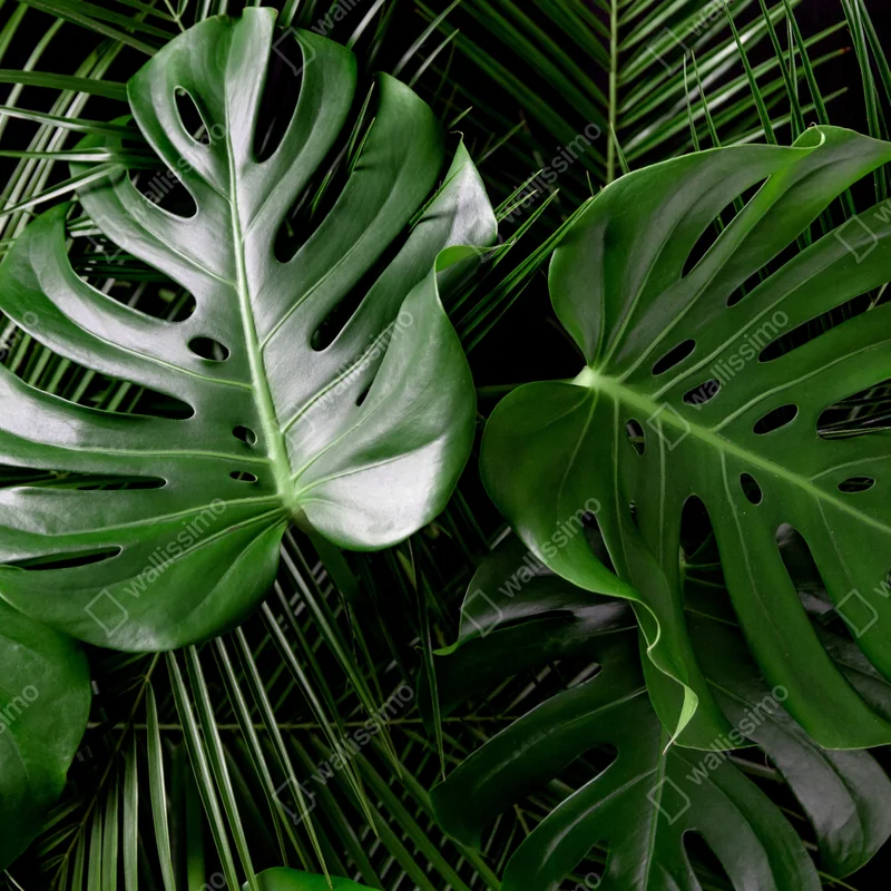 Leinwandbild üppige monstera-blätter Leinwandbild üppige monstera-blätter