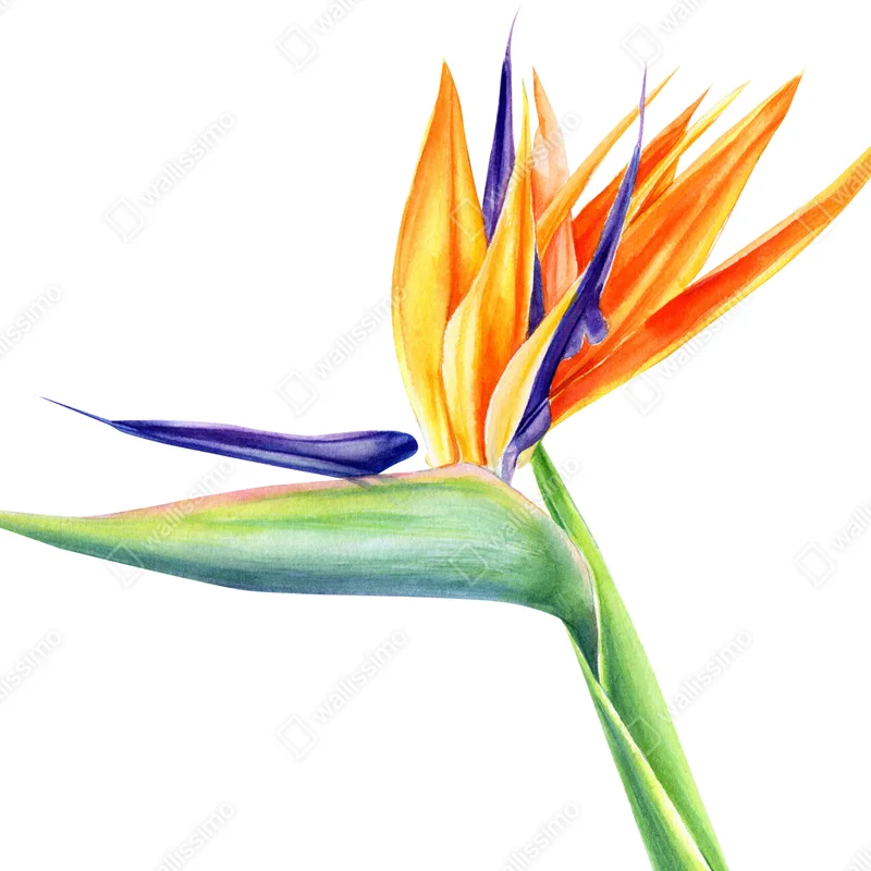 Poster strelitzie aquarell botanische illustration • Poster bei Wallnifity® Poster strelitzie aquarell botanische illustration • Poster bei Wallnifity®