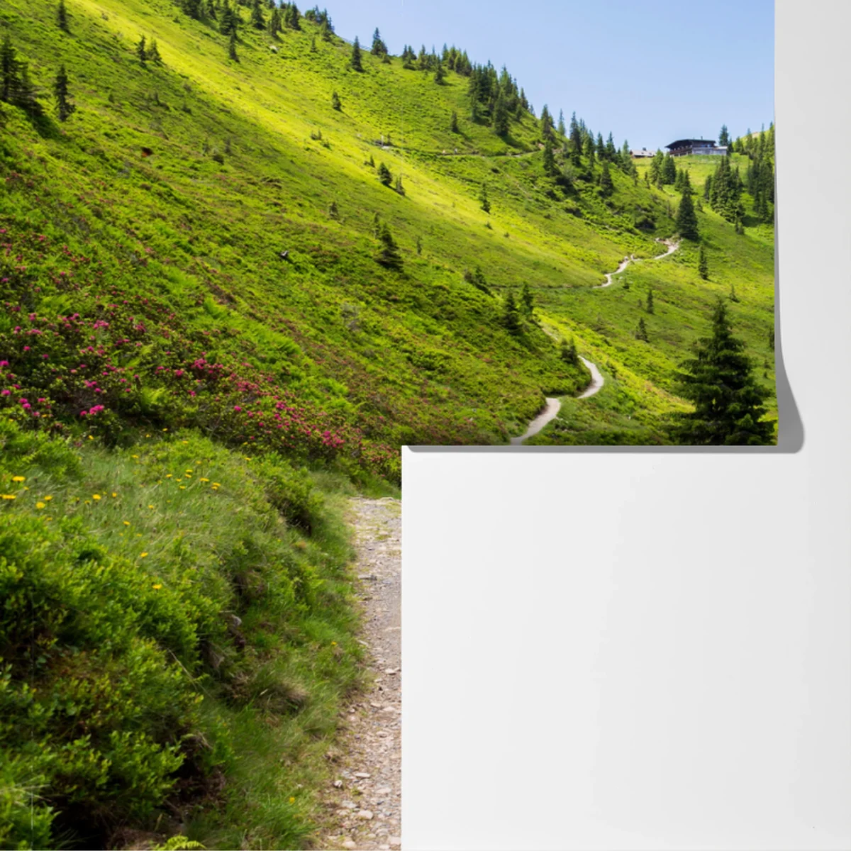 Fototapete sonniger bergpfad durch grüne wiese Fototapete sonniger bergpfad durch grüne wiese